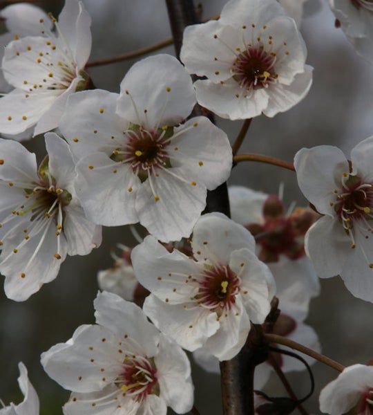 Nahaufnahme von weißen Pflaumenblüten an einem Ast
