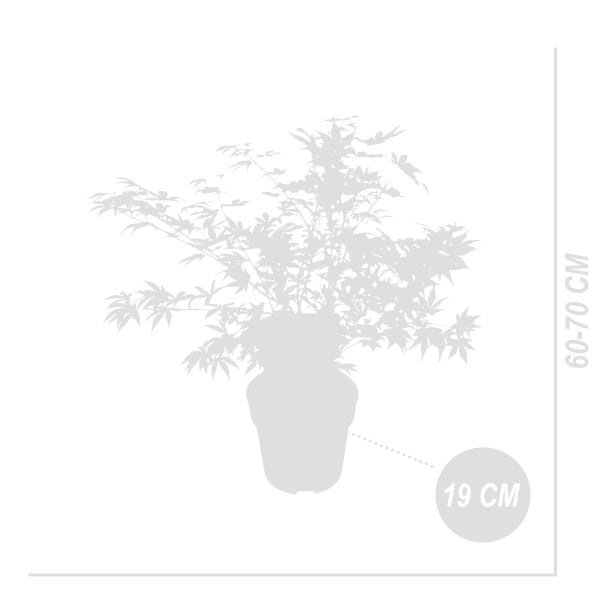 Bloomique - 2er-Set - Acer Palmatum 'Festival' - Japanischer Ahorn - 3 farbige Blätter in 1 Pflanze - Gartenpflanzen - Winterhart - ⌀19 cm - 60-70 cm