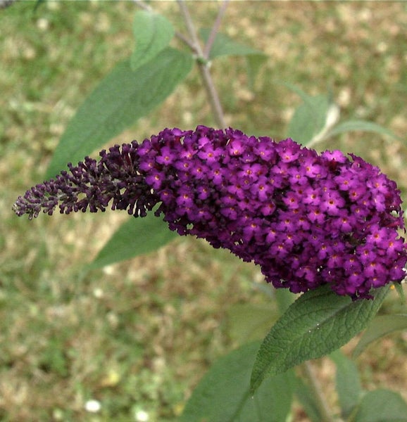 Nahaufnahme einer blühenden Schmetterlingsflieder Pflanze