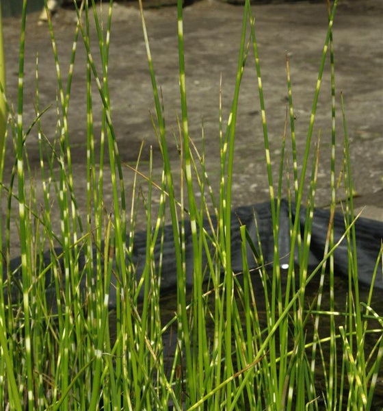 Binsenpflanze mit grün gestreiften Halmen
