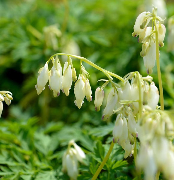 Blütenstand des Tränenden Herz, Gartenpflanze