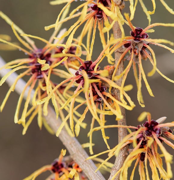 Nahaufnahme von Hamamelisblüten mit gelben Blütenblättern