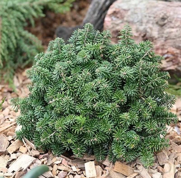Kugel-Zwergtanne im Außenbereich.