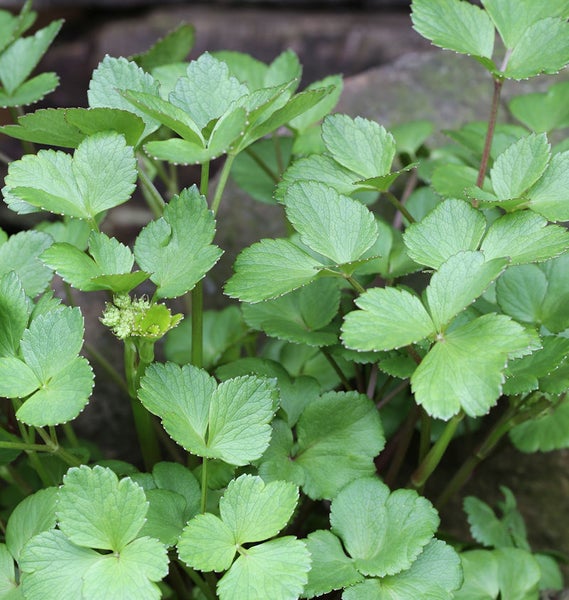 Nahaufnahme von Liebstöckelblättern