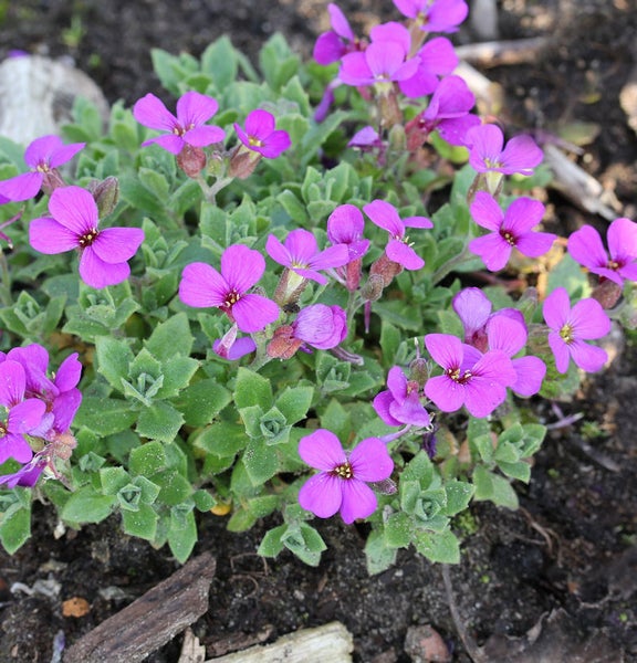 Aubrieta Pflanze mit violetten Blüten im Gartenbeet.