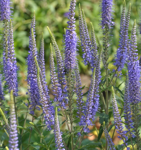 Nahaufnahme von Ehrenpreis Pflanzen im Garten.