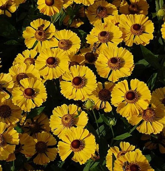 Gelbe Sonnenbraut Blumen im Gartenbeet