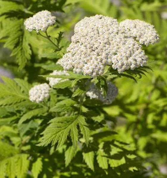 Blühende Schafgarbe mit grünen Blättern im Garten