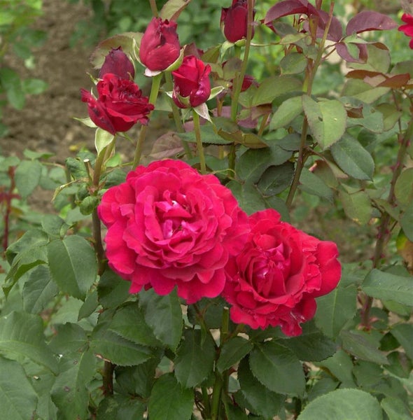 Rosenstrauch mit roten Blüten und Knospen