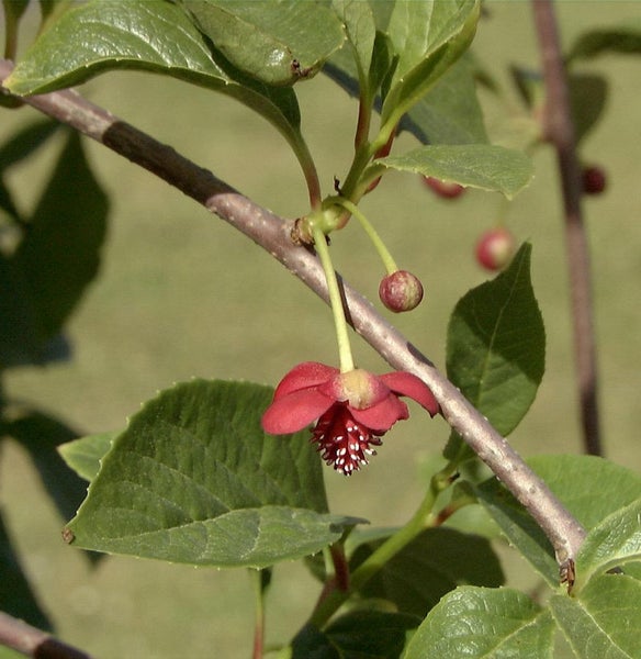 Blüte der Kletter-Beere an einem Zweig mit Blättern