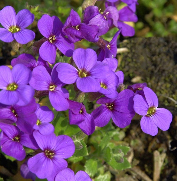 Blütenstand mit violetten Blättern und gelben Details