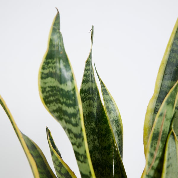 Bloomique - Sansevieria Laurentii - Bogenhanf - Sukkulenten - Zimmerpflanzen - Sehr Pflegeleicht - Höhe 30-40 cm - Topf 12 cm