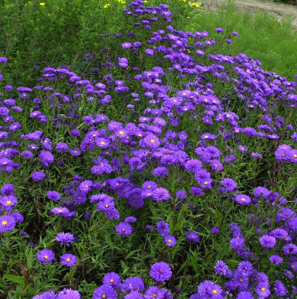 Feld mit violetten Herbstastern und grünen Blättern
