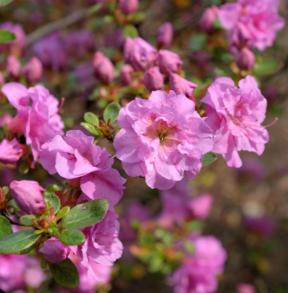 Nahaufnahme von rosa blühenden Azaleen