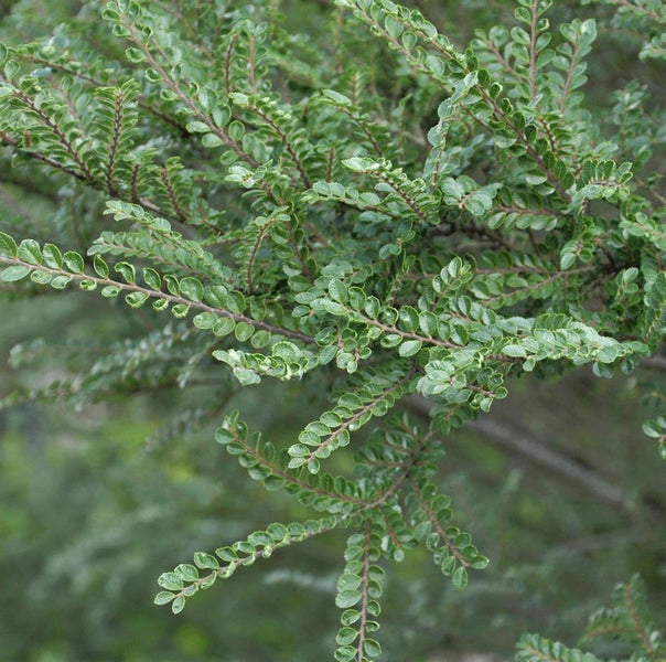 Nahaufnahme einer Zwergmispel mit kleinen, grünen Blättern
