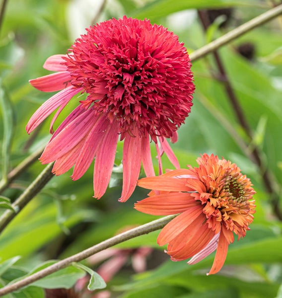 Zwei Echinacea Blumen im Garten