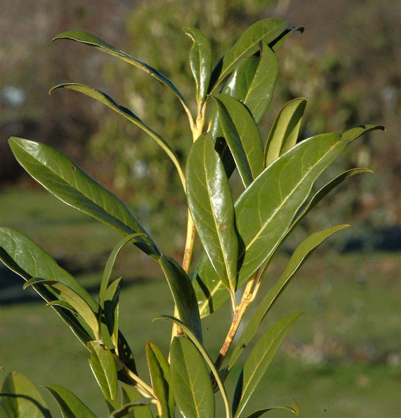 Nahaufnahme einer Lorbeerkirschpflanze mit Blättern