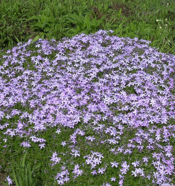 Blütenmeer aus Polsterphlox im Garten.