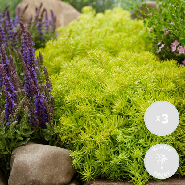 Bloomique - 6er-Mix - Sedum - Fetthenne - Gartenpflanzen - Winterhart - Immergrün - 10-15 cm Hoch - Topf 14 cm
