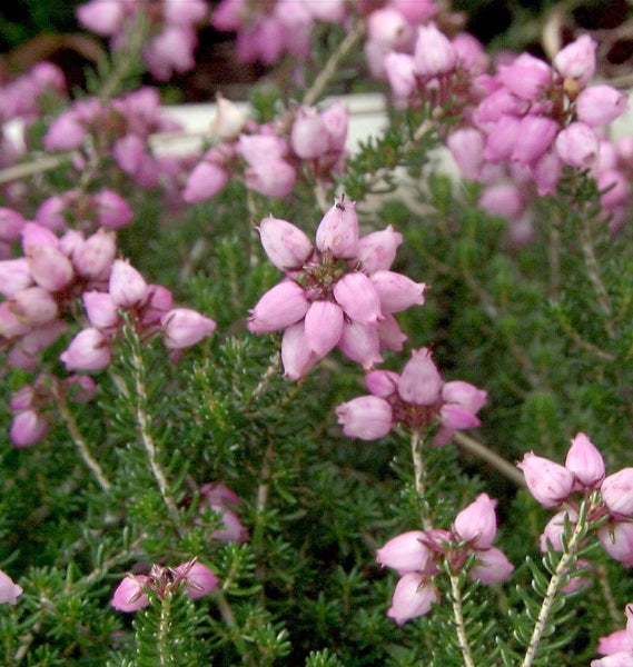 Nahaufnahme von Heidekraut mit kleinen, rosafarbenen Blüten