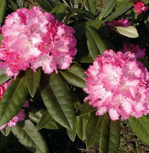 Nahaufnahme von Rhododendronblüten und Blättern.