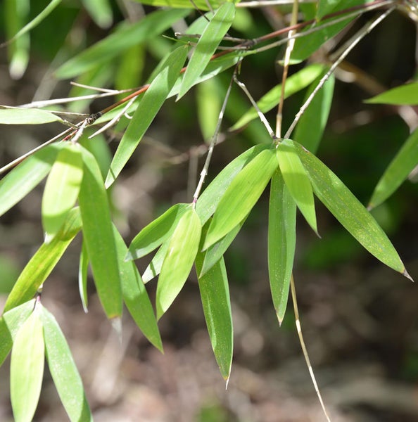 Nahaufnahme von Bambusblättern