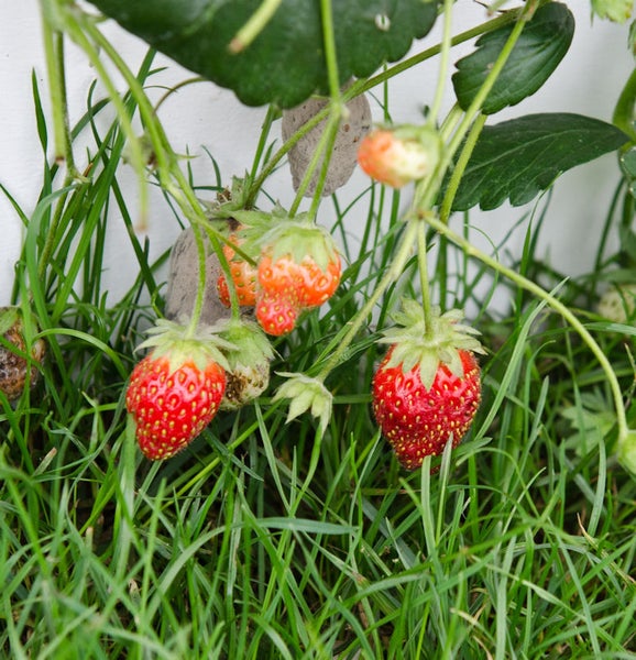 Erdbeerpflanze mit reifen und unreifen Früchten im Gras