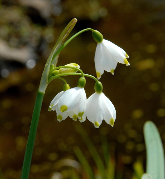 Nahaufnahme von Sommerknotenblumen mit weißen Blüten