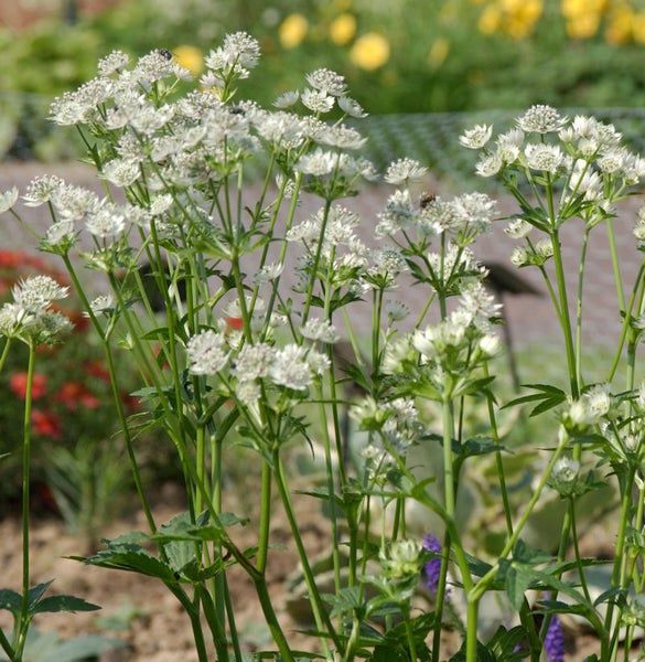 Gruppe von weißen Sterndolden im Garten