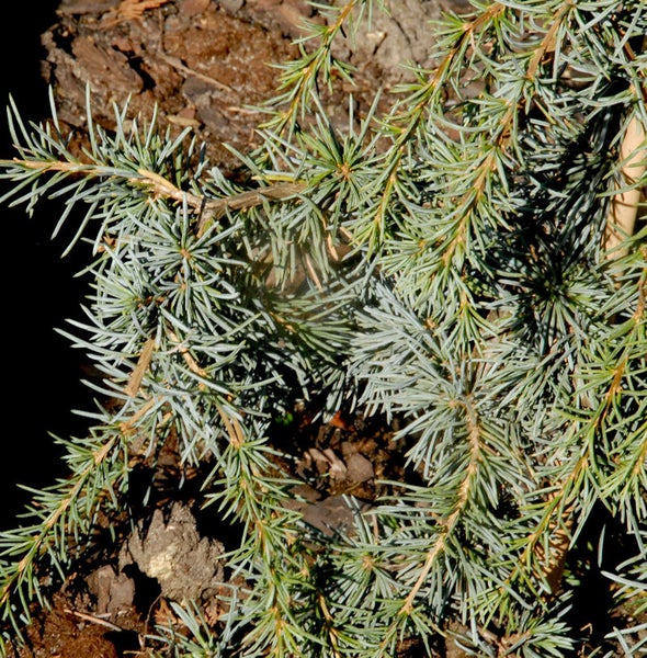 Nahaufnahme von Zederzweigen