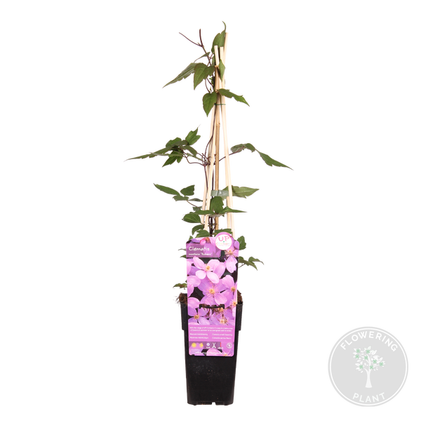 Bloomique - Clematis Montana Rubens - Waldrebe - Hellrosa - Kletterpflanzen - Gartenpflanzen - Winterhart - 50-70 cm Hoch - Topf 15 cm