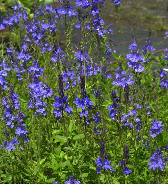Ehrenpreis Pflanze mit blauen Blüten