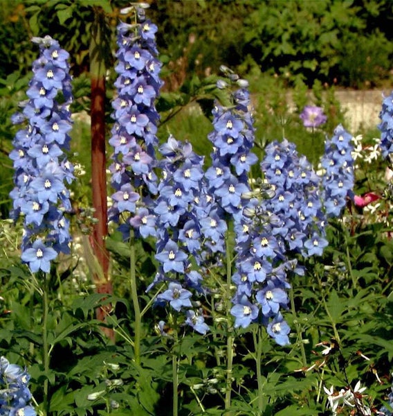 Blauer Rittersporn im Garten.