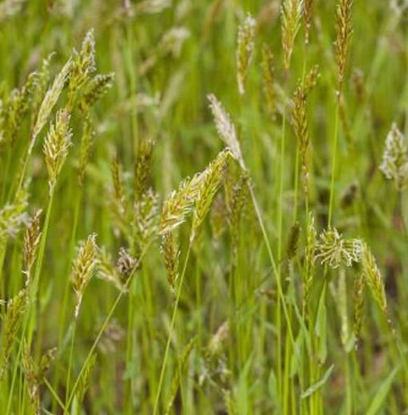 Nahaufnahme von Wiesenfuchsschwanzgras