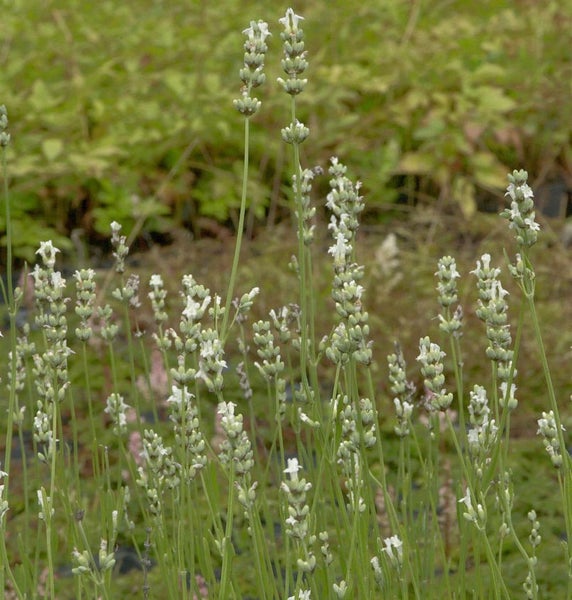 Lavendelblüten auf dem Feld
