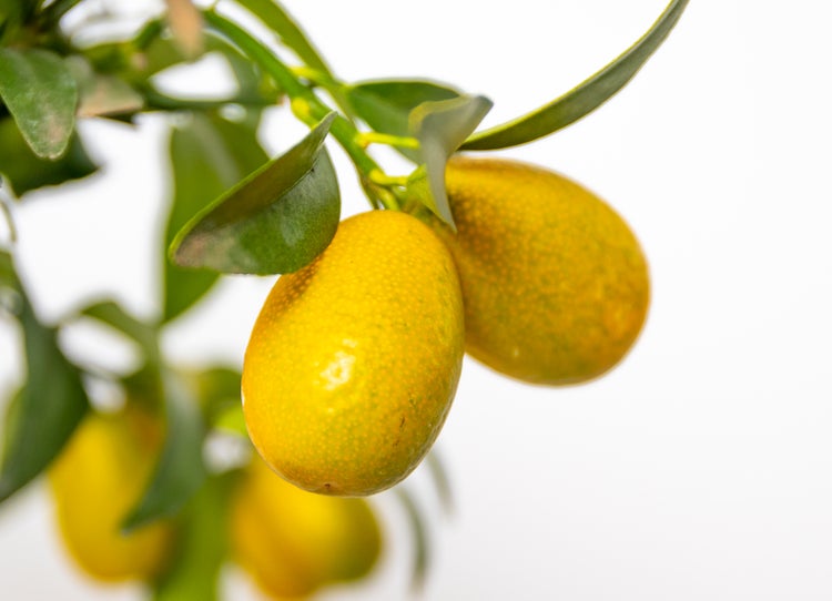 2x Citrus Margarita 'Kumquat' - Orangenbaum - Obstbaum - Immergrün - ⌀19 cm - ↕50-60 cm