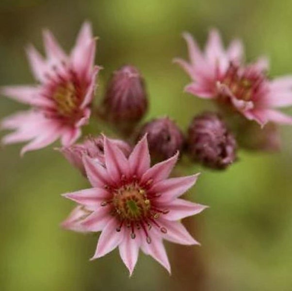 Nahaufnahme von Hauswurzblüten