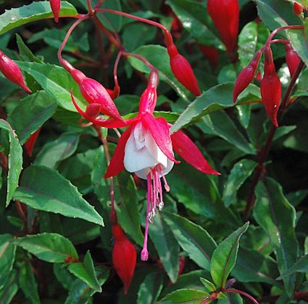 Fuchsienblüte mit Blättern