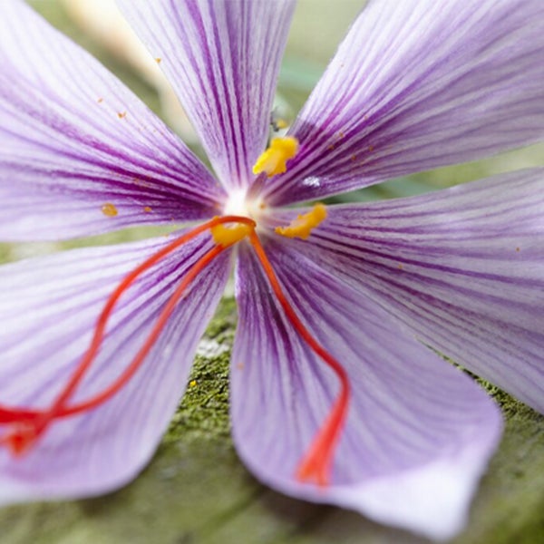 Bloomique - Mischung aus 40 - Crocus Sativus - Safrankrokus - Blau - Blumenzwiebeln - Herbstblüher - Mehrjährige Pflanzen - Wird 5-10 cm groß