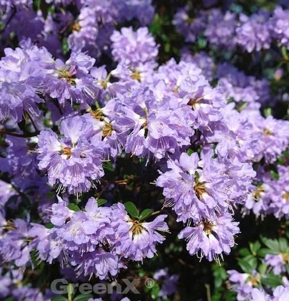 Blühender Rhododendron im Detail