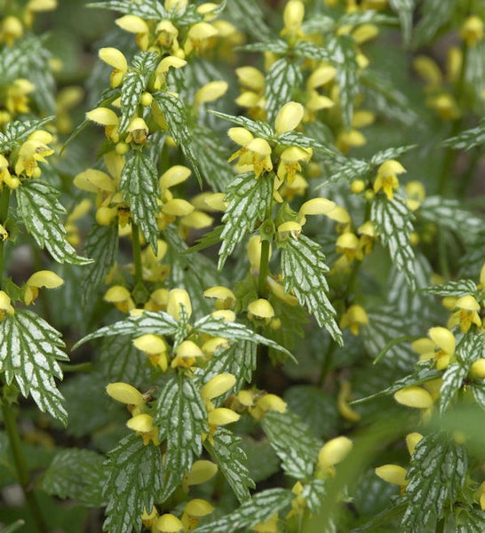 Gelbe Taubnessel Pflanze mit gelben Blüten und grünen Blättern