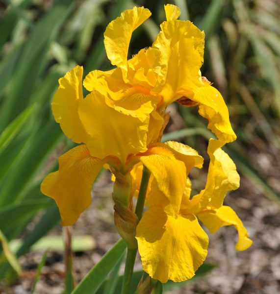 Gelbe Schwertlilienblüte im Garten