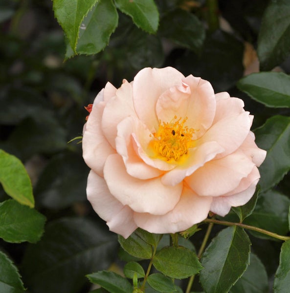 Nahaufnahme einer einzelnen, apricotfarbenen Rose mit grünen Blättern