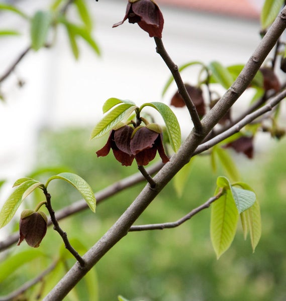 Zweig mit grünen Blättern und braunen Blüten