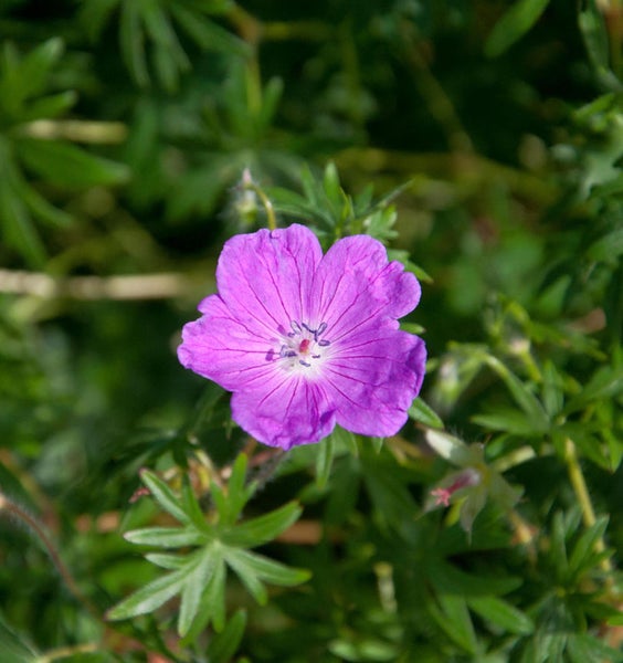 Nahaufnahme einer lila Storchschnabelblüte im Garten.
