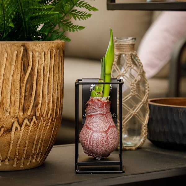 Bloomique – 2er-Set – Amaryllis-Zwiebel aus rotem Wachs mit Metallständer – industrielles Schwarz – Blumenzwiebel – keine Wasserblumen – Weihnachtsdekoration – 15–25 cm hoch bei Lieferung – wächst auf 30–50 cm – 10 cm Durchmesser