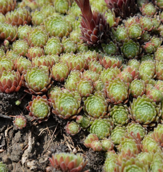 Nahaufnahme von Hauswurz Pflanzen