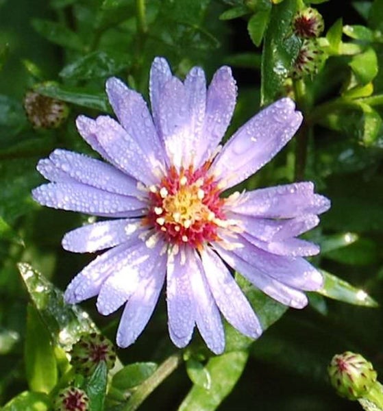 Nahaufnahme einer Raublattaster Blüte mit Tautropfen