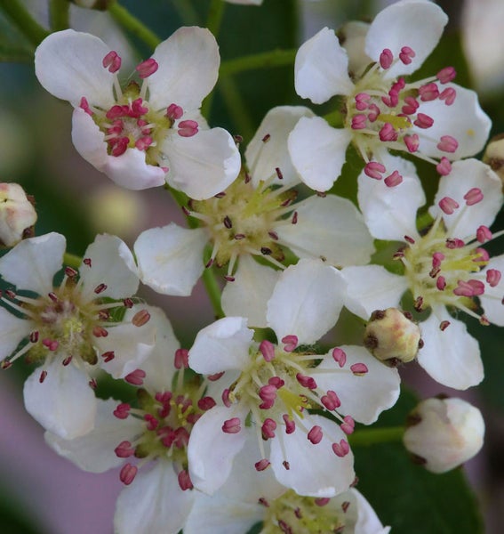Blüten der Apfelbeere in Nahaufnahme