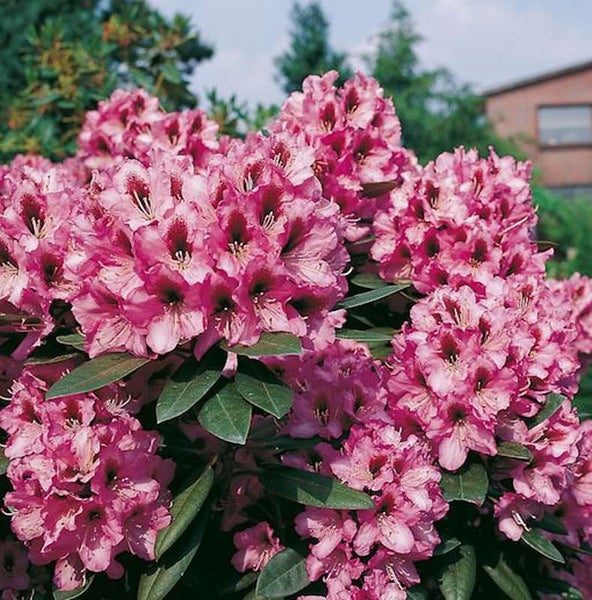 Rhododendron mit üppigen Blütenständen im Garten